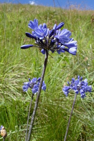 Agapanthus campanulatus blue umbels